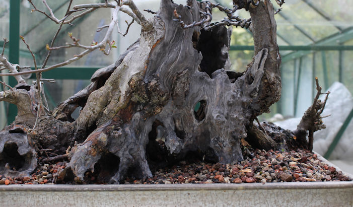 Crab Apple Bonsai Carving and Styling